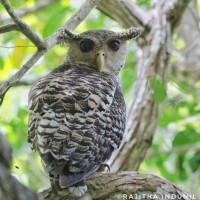 Bubo nipalensis Hodgson